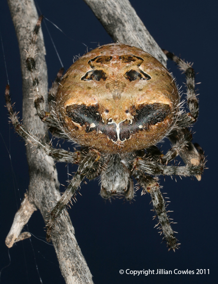 Araneidae Araneus illaudatus